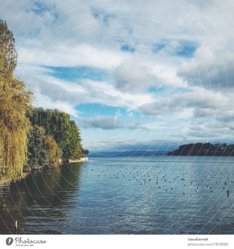 Herbstnachmittag Umwelt Natur Landschaft Pflanze Tier Wasser Schönes Wetter Baum Weide Seeufer Insel Insel Mainau Bodensee Vogel Entenvögel Möwenvögel