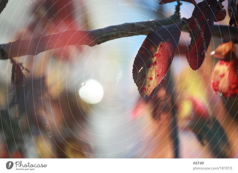 Herbst Farbfoto mehrfarbig Außenaufnahme Menschenleer Tag Sonnenlicht Starke Tiefenschärfe Natur Pflanze Baum Blatt Grünpflanze natürlich rot Warmherzigkeit