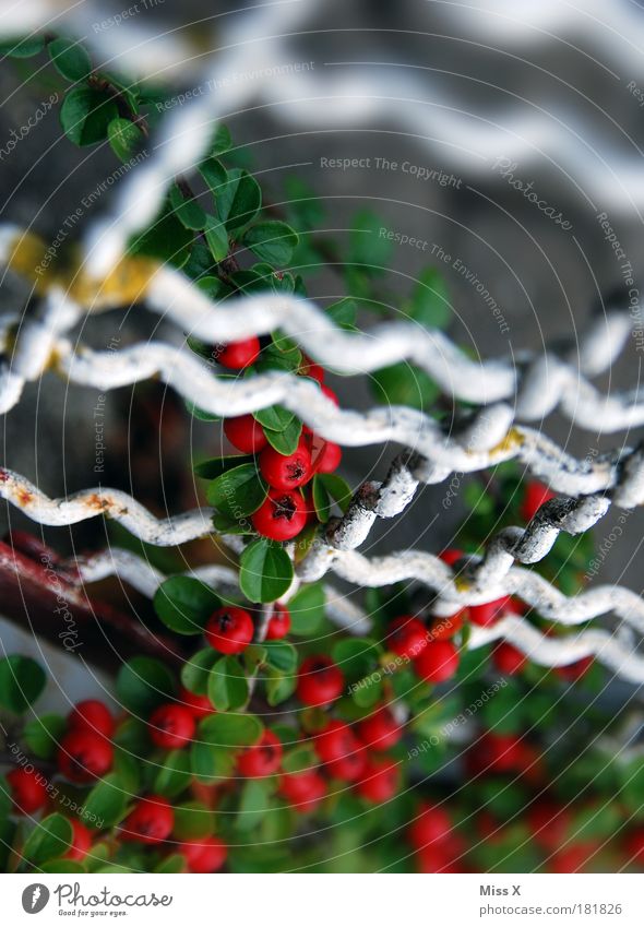 Gitter Farbfoto mehrfarbig Außenaufnahme Nahaufnahme Detailaufnahme Menschenleer Textfreiraum oben Tag Schwache Tiefenschärfe Natur Sommer Herbst Pflanze Blume