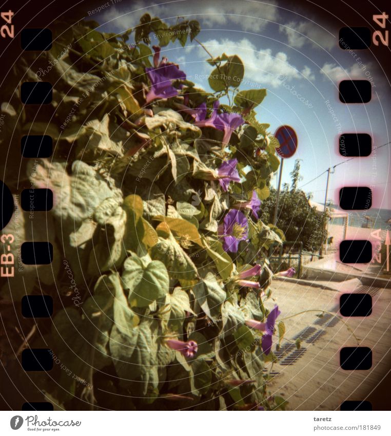 Trompetenblüten am Strand Pflanze Wasser Himmel Wolken Schönes Wetter Blatt Blüte Fröhlichkeit schön Wärme violett Sommer Sommerurlaub Portugal Duft wild