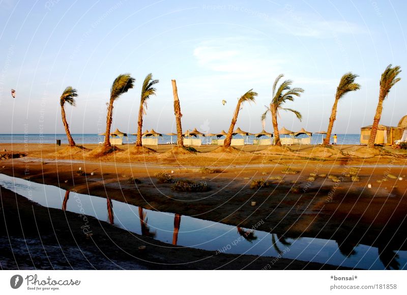 wind von links Ferien & Urlaub & Reisen Sommer Sommerurlaub Sonne Strand Meer Kiting Landschaft Himmel Horizont Schönes Wetter Wind palme Küste Erholung blau