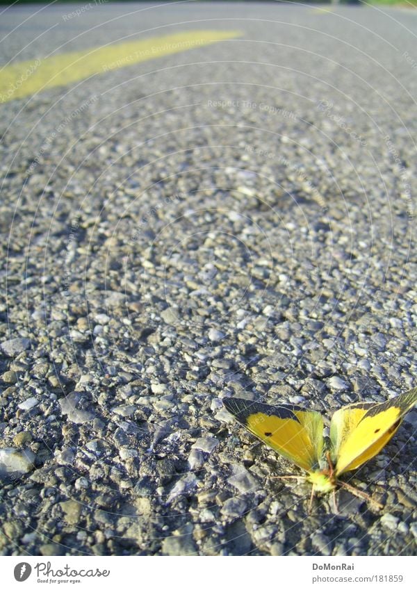 Verkehrsunfall Umwelt Natur Tier Straße Schmetterling 1 fliegen dehydrieren gelb grau Tod Einsamkeit Erschöpfung Verzweiflung Fortschritt Kultur stagnierend