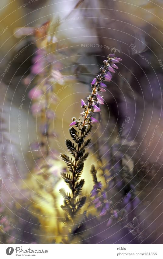 Grünzeug eben Farbfoto mehrfarbig Außenaufnahme Nahaufnahme Menschenleer Tag Licht Schatten Kontrast Silhouette Schwache Tiefenschärfe Gartenarbeit Umwelt Natur