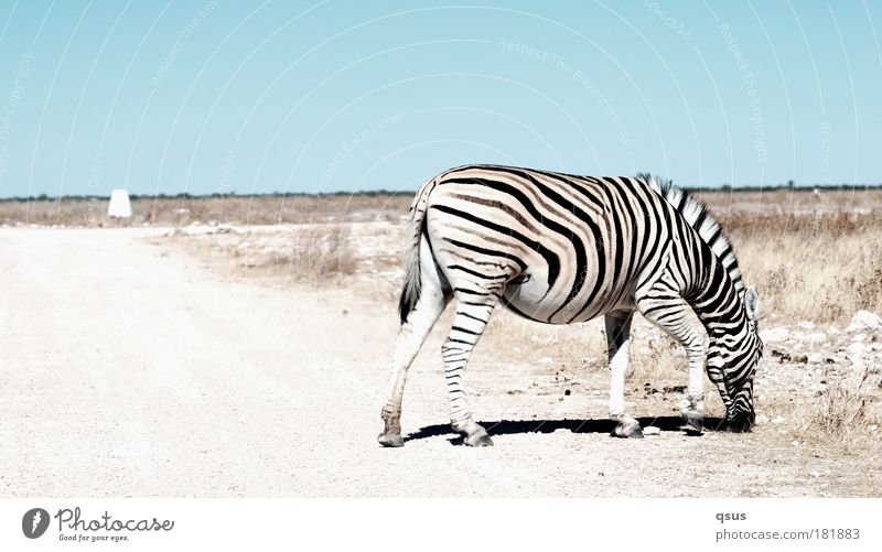 Zebrastreifen Gedeckte Farben Außenaufnahme Textfreiraum links Textfreiraum oben High Key Tierporträt Ferien & Urlaub & Reisen Abenteuer Ferne Freiheit Safari