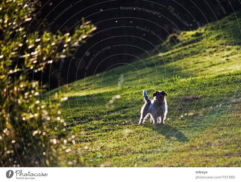 Stolz Wiese Feld Tier Haustier Hund 1 leuchten stehen elegant frech Neugier Freude Fröhlichkeit Frühlingsgefühle Erwartung Zufriedenheit Hundeblick Sträucher