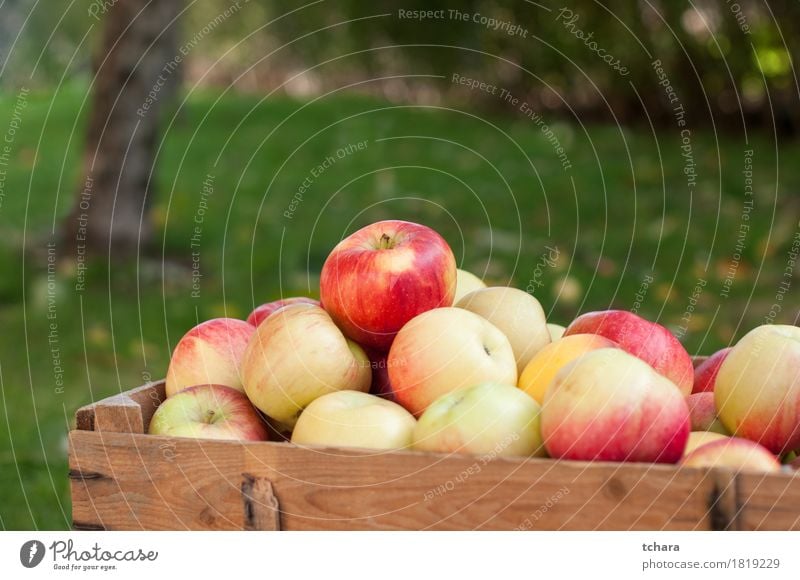 Äpfel Apfel Diät Sommer Garten Herbst Gras Holz alt frisch natürlich braun gelb grün rot Kiste reif Lebensmittel Gesundheit organisch Kisten produzieren