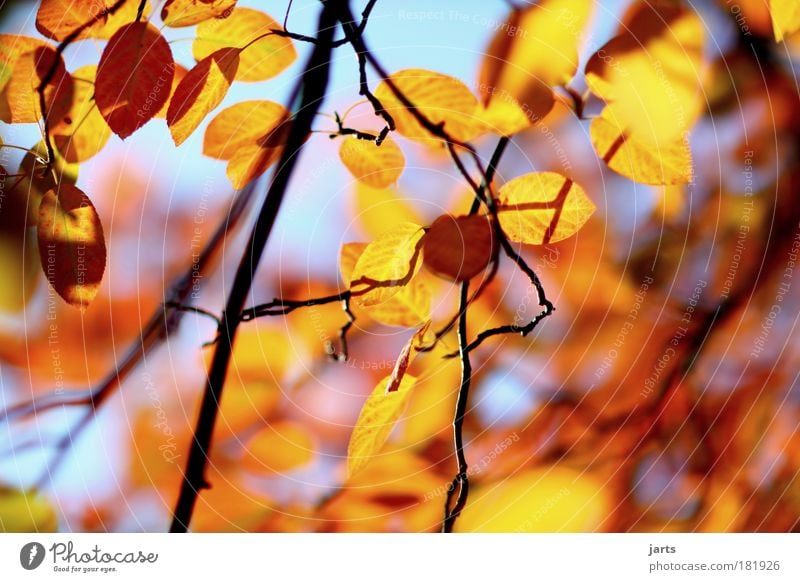 herbstlicht Farbfoto mehrfarbig Außenaufnahme Menschenleer Tag Licht Schatten Kontrast Reflexion & Spiegelung Sonnenlicht Schwache Tiefenschärfe