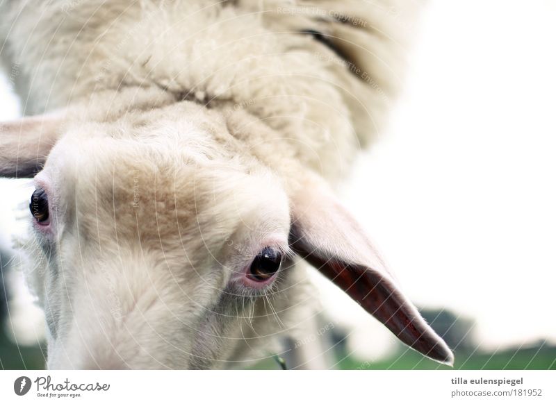 mäharbeiten. Farbfoto Außenaufnahme Textfreiraum rechts Textfreiraum oben Hintergrund neutral Tag Tierporträt Blick in die Kamera Wiese Nutztier Tiergesicht