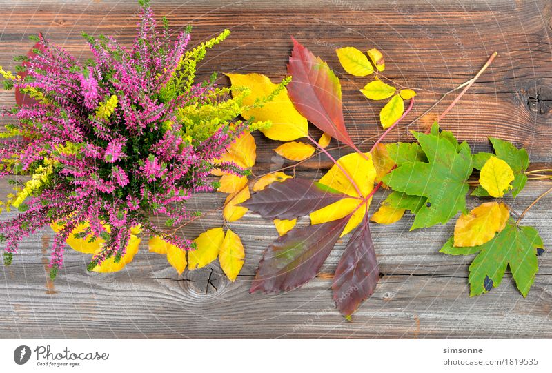 Herbst bunte Blätter und Erica auf Holzhintergrund Stil Erntedankfest Natur Pflanze Blatt Fahne alt lang gelb weiß Borte gold farben Ahorn Weinblatt Kiwilaub