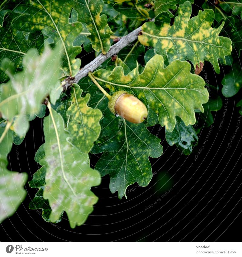 Scrats Liebling!!! (Reif für die Eiszeit!) Farbfoto Außenaufnahme Menschenleer Textfreiraum rechts Textfreiraum unten Tag Ernährung Bioprodukte