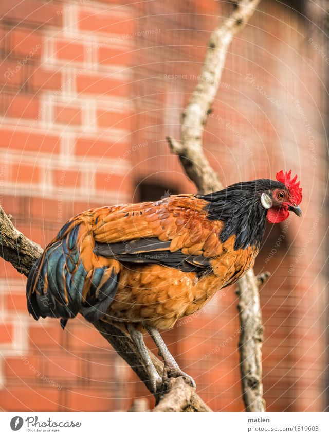 Flieg nicht zu hoch... Tier Haustier Vogel Flügel Krallen 1 blau braun rot schwarz Baum Überblick Hahn Mauer Farbfoto Außenaufnahme Nahaufnahme Menschenleer