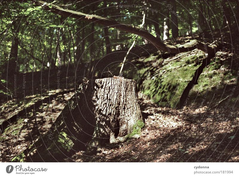 Wildwuchs Farbfoto Außenaufnahme Detailaufnahme Menschenleer Tag Licht Schatten Kontrast Sonnenlicht Schwache Tiefenschärfe Zentralperspektive Totale Umwelt