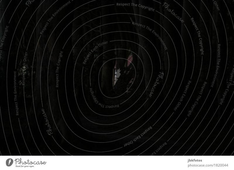 düstere Zeiten Umwelt Natur Pflanze schlechtes Wetter Baum Wald Ostsee bedrohlich Gefühle Traurigkeit Einsamkeit Angst Todesangst gefährlich dunkel Düsterwald