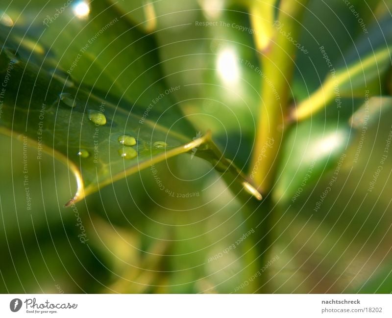 Tropfen Pflanze Sukkulenten grün Wassertropfen Piekser Regen Garten Makroaufnahme