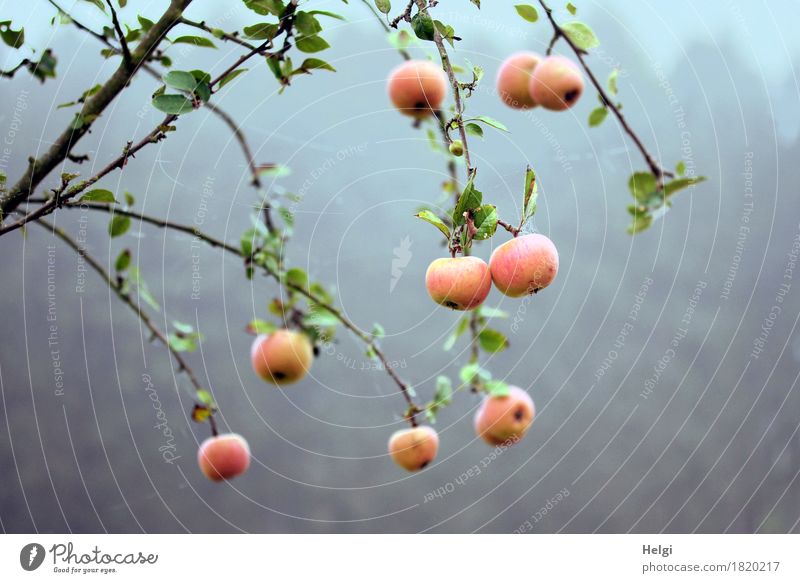 Restbestände... Lebensmittel Apfel Umwelt Natur Pflanze Herbst Nebel Baum Blatt Apfelbaum Zweig Feld hängen Wachstum authentisch frisch einzigartig kalt lecker