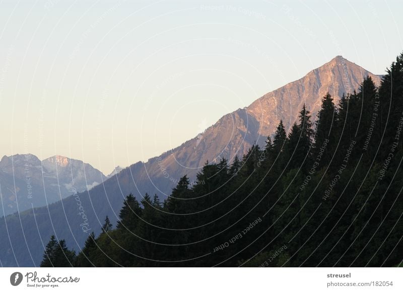 Bergblick am Morgen ruhig Ferien & Urlaub & Reisen Berge u. Gebirge Natur Landschaft Sommer Herbst Schönes Wetter Nadelbäume Alpen Niesen Gipfel Schweiz