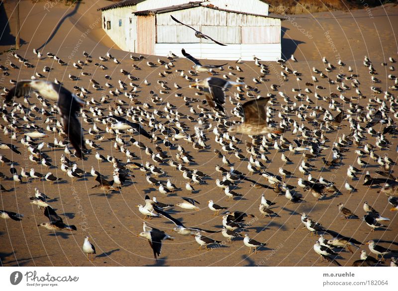 atlantic_birds Farbfoto Außenaufnahme Strukturen & Formen Menschenleer Tag Schatten Kontrast Unschärfe Weitwinkel Tierporträt Natur Landschaft Pflanze Küste