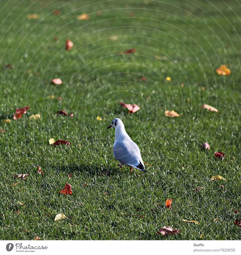 keep going Möwe Rasen Herbstlaub Wildvogel Vogel gehen zu Fuß quer durch Oktober herbstliche Impression Herbstblätter Futtersuche Spaziergang Herbststimmung