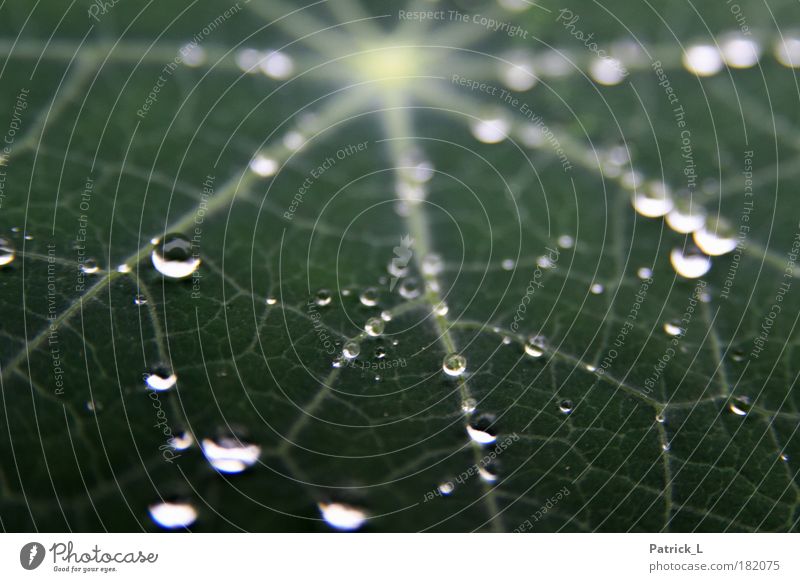 Tropfen Pflanze Wassertropfen Blatt frisch klein viele grün Platzangst Zufriedenheit Leichtigkeit ruhig Zusammenhalt abwisend interessant frei abweisend