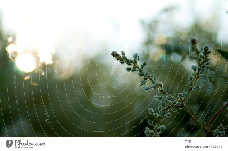 Herbstfänger Farbfoto Gedeckte Farben Außenaufnahme Detailaufnahme Makroaufnahme abstrakt Muster Strukturen & Formen Menschenleer Textfreiraum links