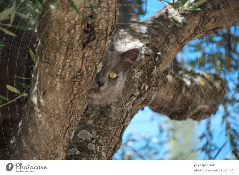 Griechische Katze Farbfoto Außenaufnahme Menschenleer Tag Unschärfe Froschperspektive Tier Baum Haustier 1 Coolness listig natürlich süß