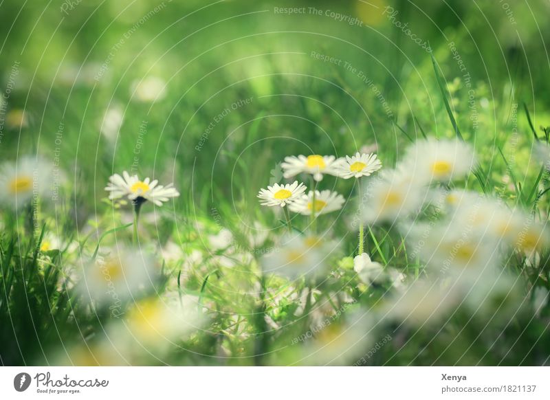 Gänseblümchen Umwelt Natur Pflanze Schönes Wetter Blume Blüte Garten Park Wiese Blühend Fröhlichkeit frisch braun gelb weiß Glück Zufriedenheit Frühlingsgefühle