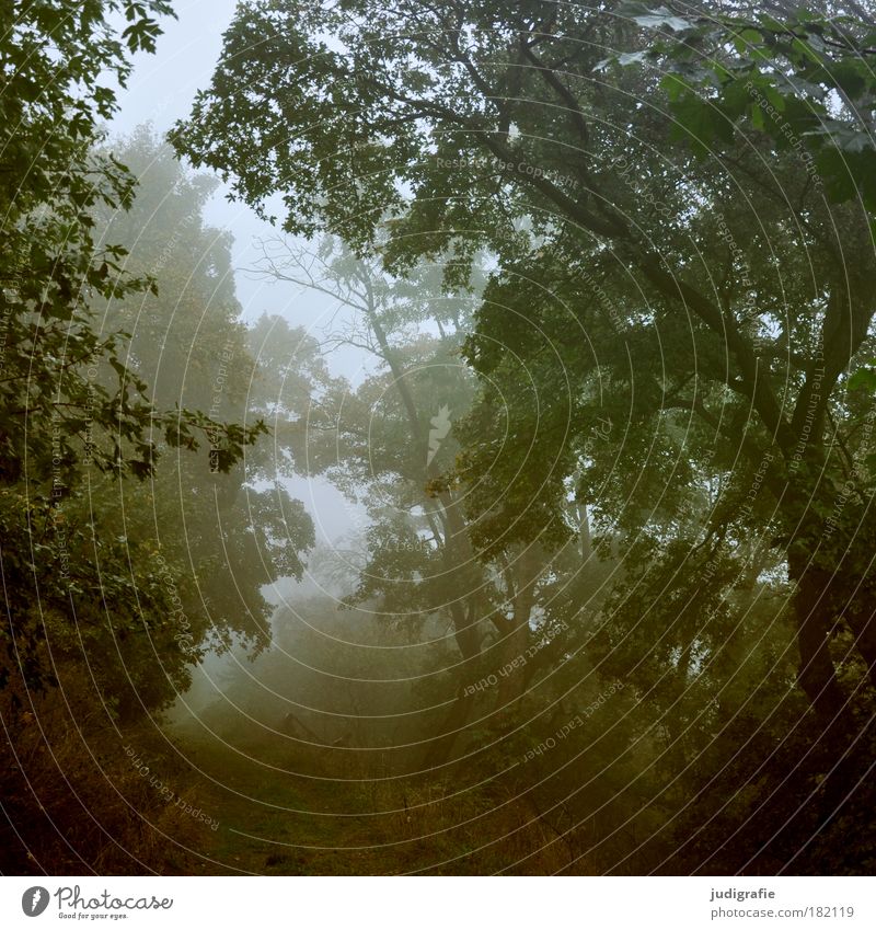 Morgens Farbfoto Außenaufnahme Morgendämmerung Umwelt Natur Pflanze Herbst Klima Nebel Baum Sträucher Wald dunkel gruselig natürlich Romantik Wege & Pfade