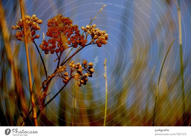 Wiese Farbfoto Außenaufnahme Tag Umwelt Natur Pflanze Himmel Sommer Gras Blatt Blüte Wachstum natürlich schön wild