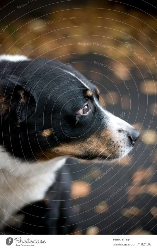 Mick Farbfoto Außenaufnahme Menschenleer Textfreiraum oben Textfreiraum unten Unschärfe Schwache Tiefenschärfe Totale Tierporträt Oberkörper Wegsehen Herbst