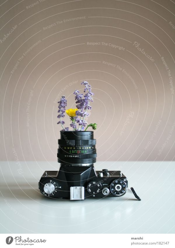 analoges Gewächs³ Farbfoto Innenaufnahme Stil Freizeit & Hobby Natur Pflanze Blume alt außergewöhnlich gelb violett schwarz weiß Fotografie Lavendel