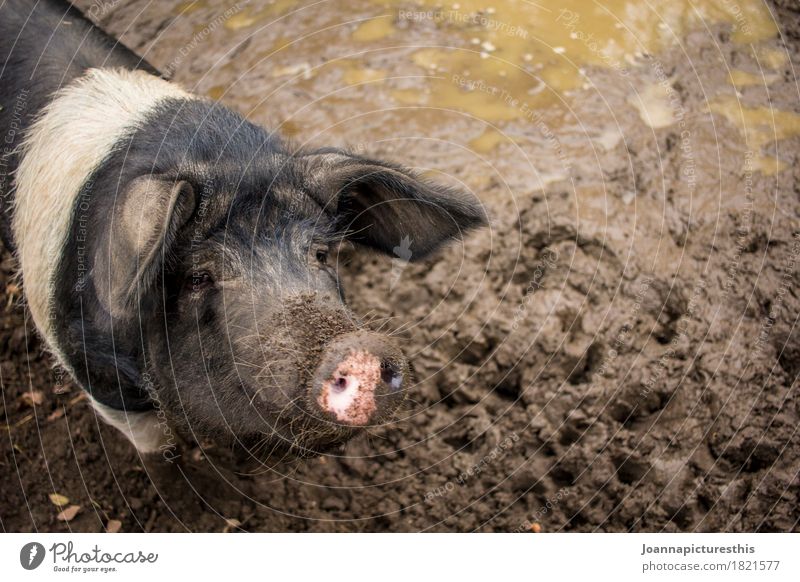 Sau Fleisch Wohlgefühl Landwirtschaft Bauernhof Schweinerei Erde Tier Nutztier sattelschwein dreckig Sauberkeit Zufriedenheit bequem Schlamm matschig Farbfoto