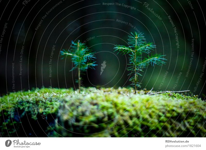 2 im Wald Umwelt Natur Pflanze Baum Moos Wachstum dünn Zusammensein klein grün Freundschaft Verantwortung achtsam Hoffnung Glaube Partnerschaft einzigartig