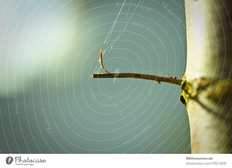 Spinnweben Umwelt Natur Herbst Baum Blatt natürlich Spinnennetz minimalistisch Zweig Nähgarn Baumstamm Farbfoto Gedeckte Farben Außenaufnahme Textfreiraum links