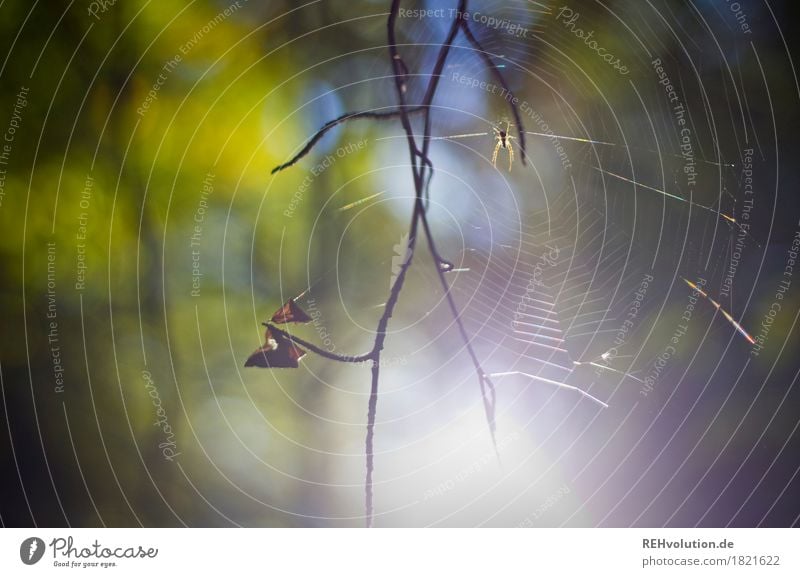 Spinne Umwelt Natur Tier Wald 1 natürlich grün Zweig Spinnennetz Farbfoto Außenaufnahme Detailaufnahme Tag Sonnenlicht Gegenlicht Unschärfe