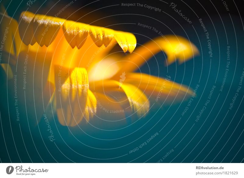 Blüte Umwelt Natur Pflanze Blume Blühend schön gelb Farbfoto Außenaufnahme Nahaufnahme Detailaufnahme Makroaufnahme Textfreiraum unten Tag Sonnenlicht Unschärfe