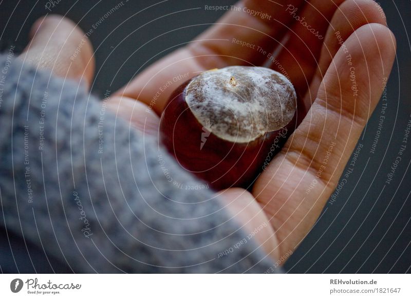 Kastanie Hand Finger Umwelt Natur Herbst festhalten Farbfoto Gedeckte Farben Außenaufnahme Tag Unschärfe Schwache Tiefenschärfe Vogelperspektive