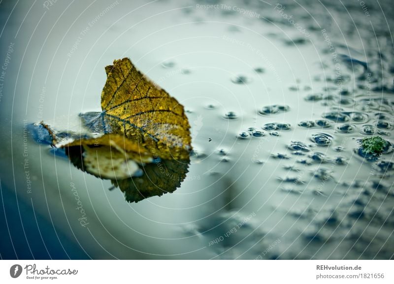 Herbst Umwelt Natur Wetter schlechtes Wetter Regen Blatt Wasser nass Pfütze feucht Farbfoto Außenaufnahme Textfreiraum rechts Morgendämmerung Tag