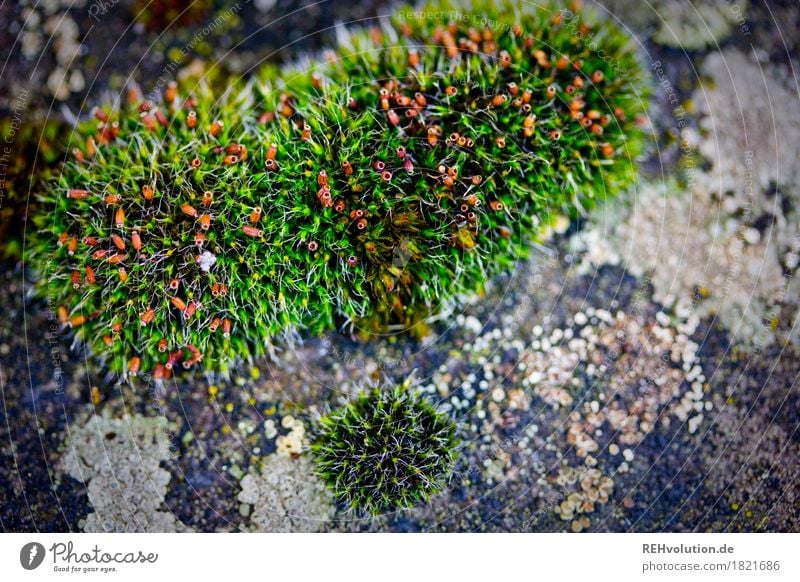 Moos Umwelt Natur Pflanze Grünpflanze Wachstum grün Hintergrundbild Farbfoto Außenaufnahme Nahaufnahme Detailaufnahme Makroaufnahme Textfreiraum rechts