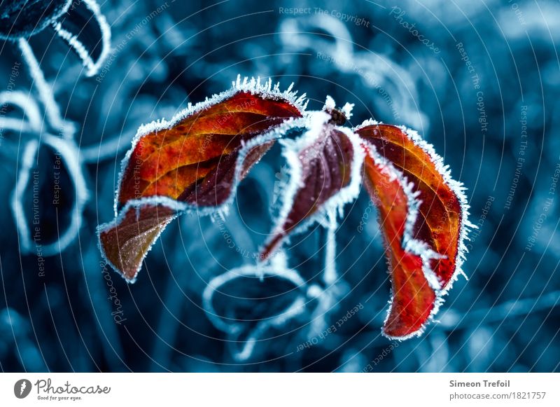 Farbe im grauen Winter Pflanze Herbst Eis Frost Sträucher Blatt frieren Wachstum kalt stark trist wild blau rot Optimismus Kraft Willensstärke Warmherzigkeit