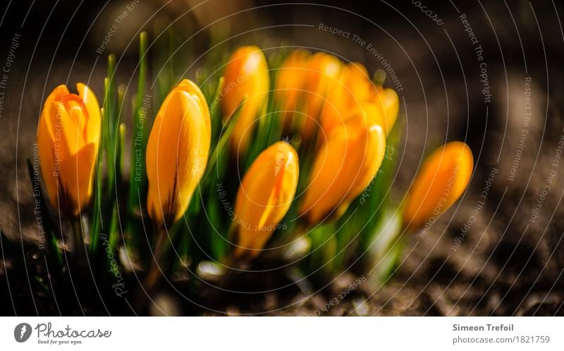 Frühling Gartenarbeit Tier Blume Blüte Grünpflanze Krokusse Blumenbeet rennen Blühend genießen Wachstum Neugier braun gelb grün Lebensfreude Frühlingsgefühle