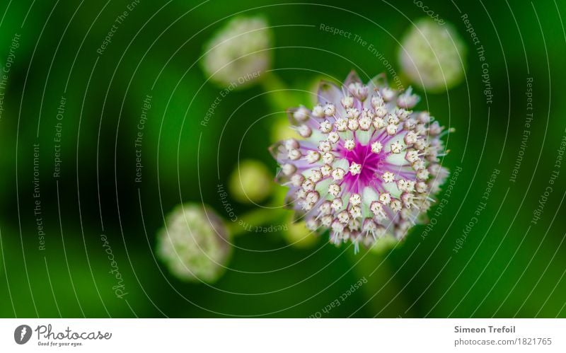 abstrakte Blumen Natur Frühling Pflanze Gras Blüte Allium Porree Garten Park Feld Blühend Duft verblüht frisch Gesundheit rund grün violett weiß Lebensfreude