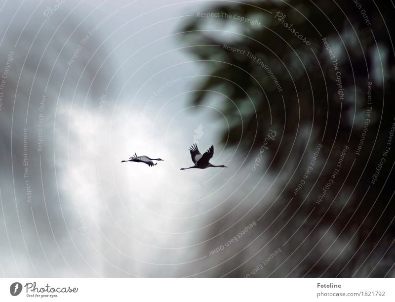 Kranichflug Umwelt Natur Pflanze Tier Luft Erde Wolken Herbst schlechtes Wetter Baum Wildtier Vogel Flügel 2 Tierpaar natürlich grau fliegen Baumkrone Farbfoto