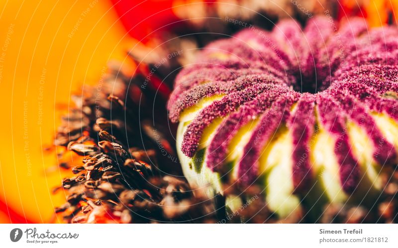 Mohnblüte Natur Pflanze Frühling Sommer Schönes Wetter Blüte Wildpflanze Mohnkapsel Blühend Duft leuchten verblüht ästhetisch rund braun orange rot