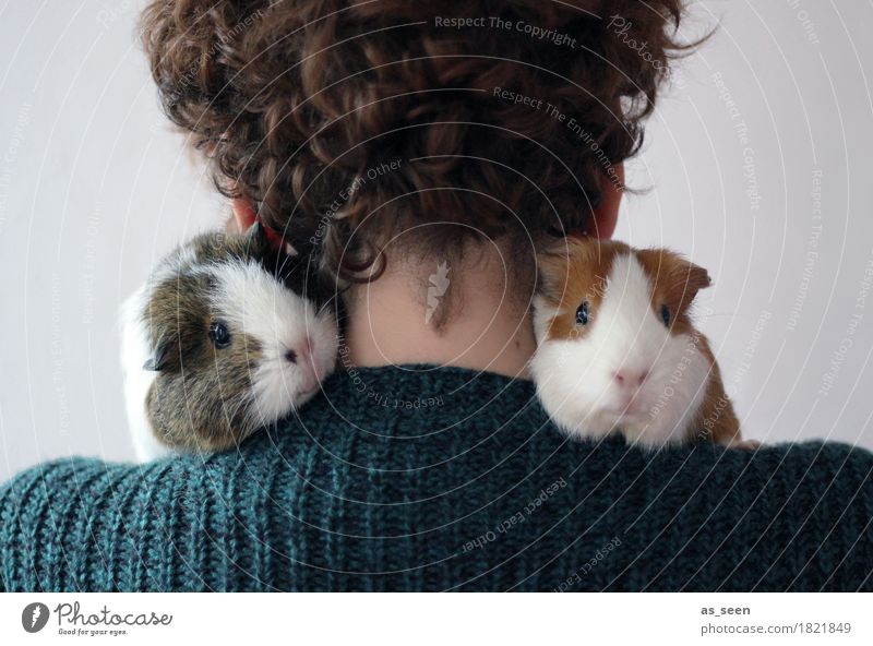 So trägt man Pelz Rücken 1 Mensch Pullover Locken Tier Streichelzoo Meerschweinchen Fell Fellkragen Tiergesicht Tierschutz Tierliebe Tierpaar tierisch 2 Blick