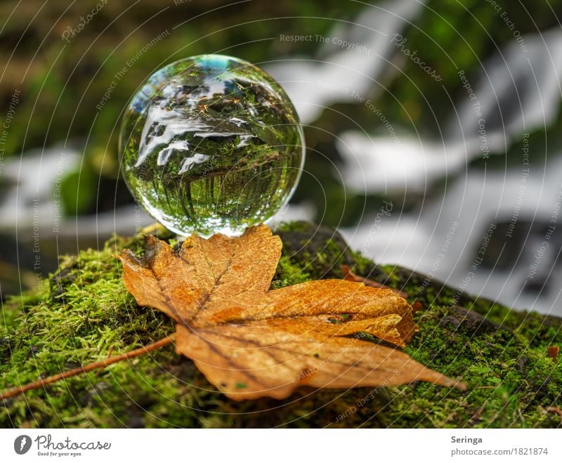 Auf dem Kopf Freizeit & Hobby Ferien & Urlaub & Reisen Ausflug Abenteuer Natur Pflanze Tier Frühling Sommer Herbst Winter Baum Moos Blatt Wald Bach Fluss