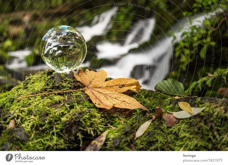 Durch das Glas Natur Landschaft Pflanze Tier Wasser Gras Moos Flussufer Wasserfall schön Glaskugel Farbfoto Gedeckte Farben mehrfarbig Außenaufnahme