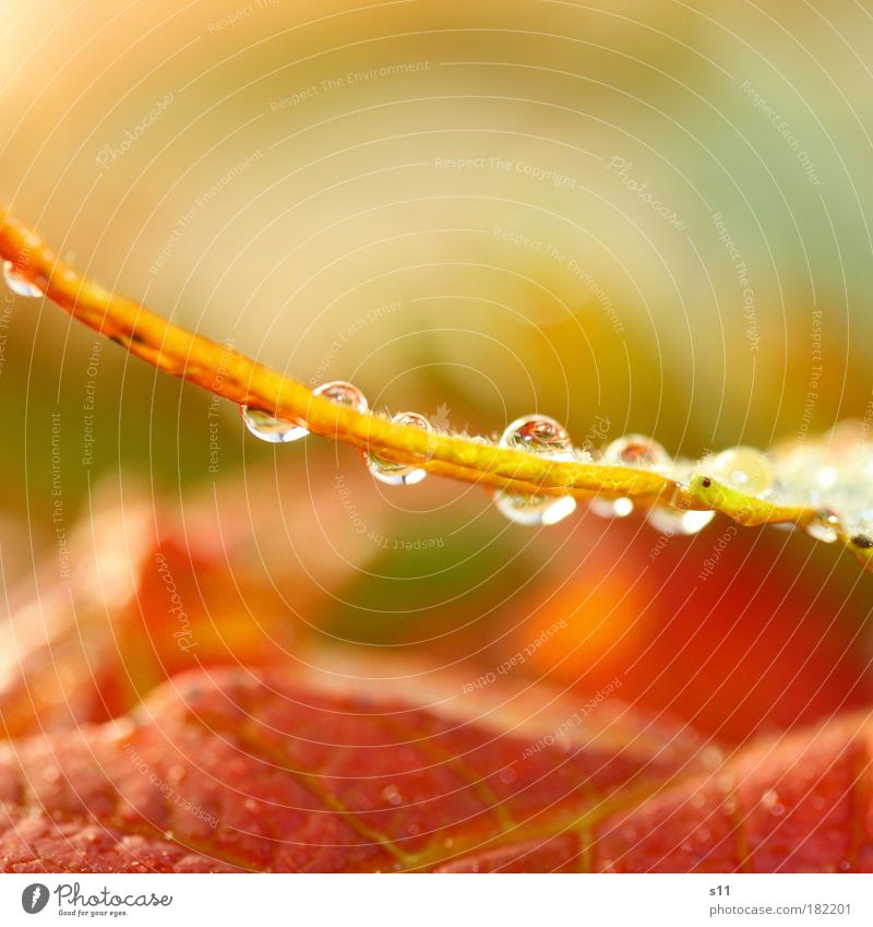 Herbststimmung Farbfoto Gedeckte Farben mehrfarbig Außenaufnahme Nahaufnahme Detailaufnahme Makroaufnahme Menschenleer Textfreiraum oben Textfreiraum unten Tag