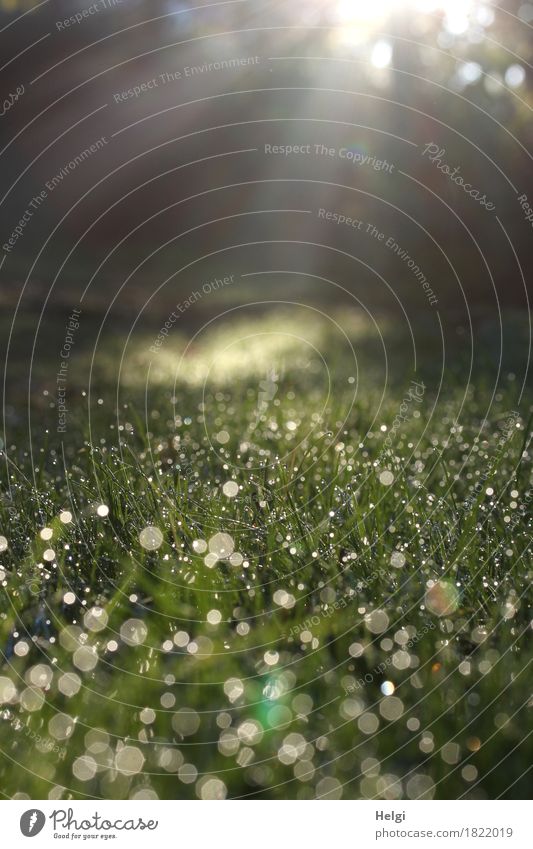 Morgensonne... Umwelt Natur Landschaft Pflanze Wassertropfen Herbst Schönes Wetter Nebel Gras glänzend leuchten Wachstum ästhetisch außergewöhnlich kalt nass