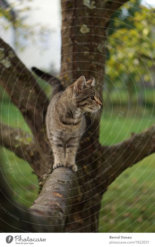 katze Katze 1 Tier Tierjunges niedlich Fell Katzenbaby Tigerkatze Baum Garten Haustier Klettern Neugier Gleichgewicht Erkundung spielerisch Geruch Schnurrhaar