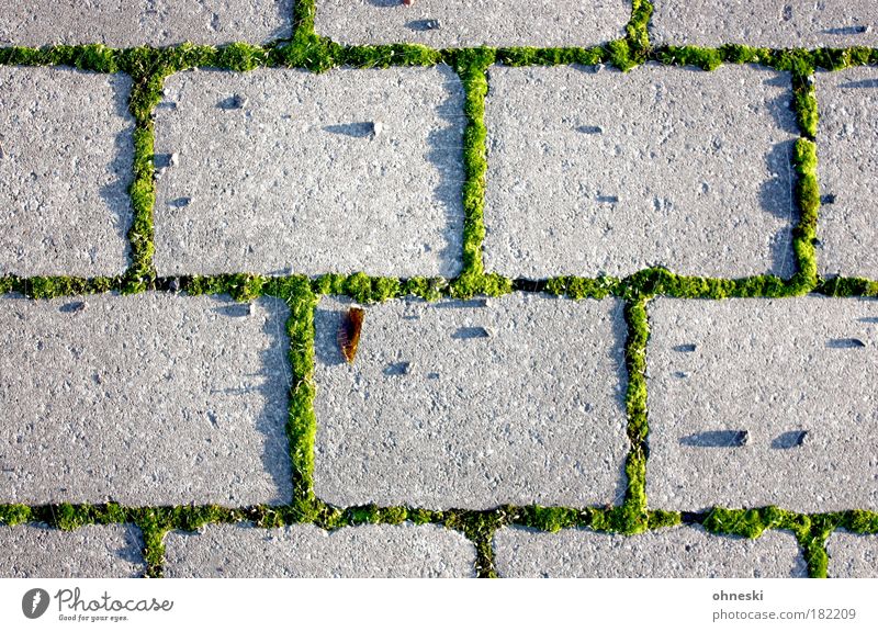 Unkraut vergeht nicht Farbfoto Muster Strukturen & Formen Menschenleer Abend Licht Schatten Kontrast Sonnenlicht Umwelt Natur Pflanze Moos Park Stein grün